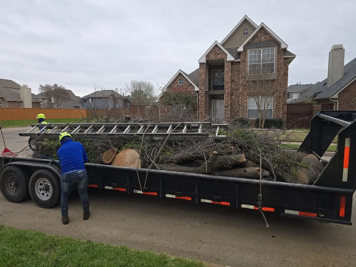 Expert Tree Removal with proper safety equipment in Stewardson